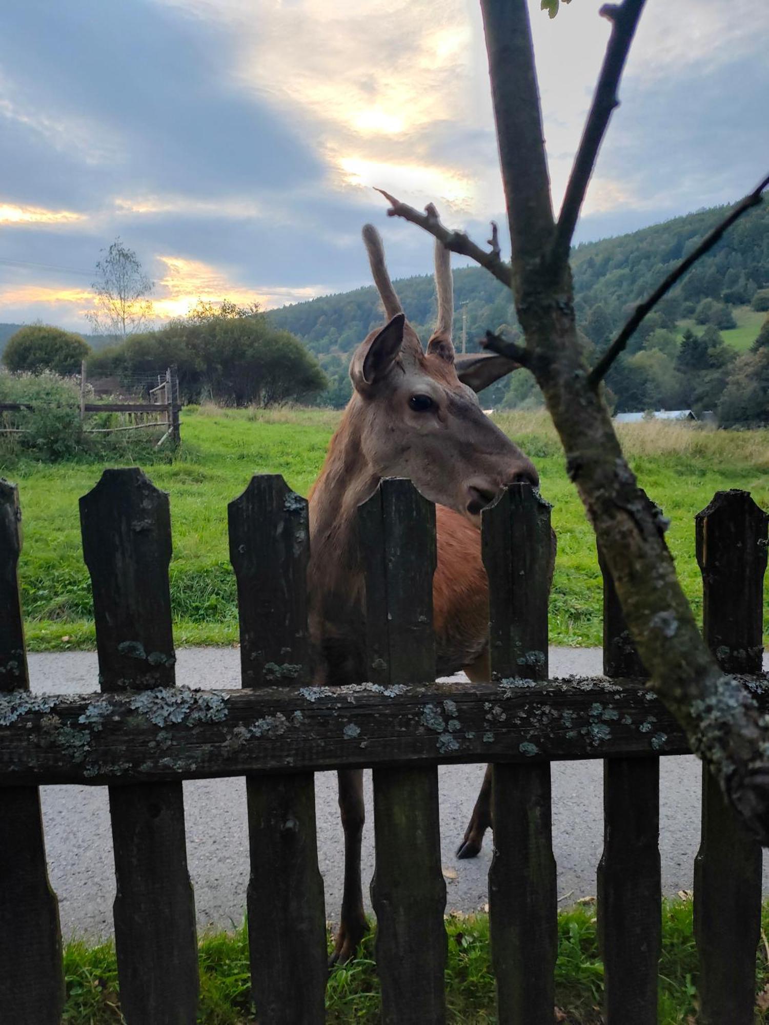 Goralska Czarcia Chata Pod Jalowcem Stryszawa Exteriér fotografie