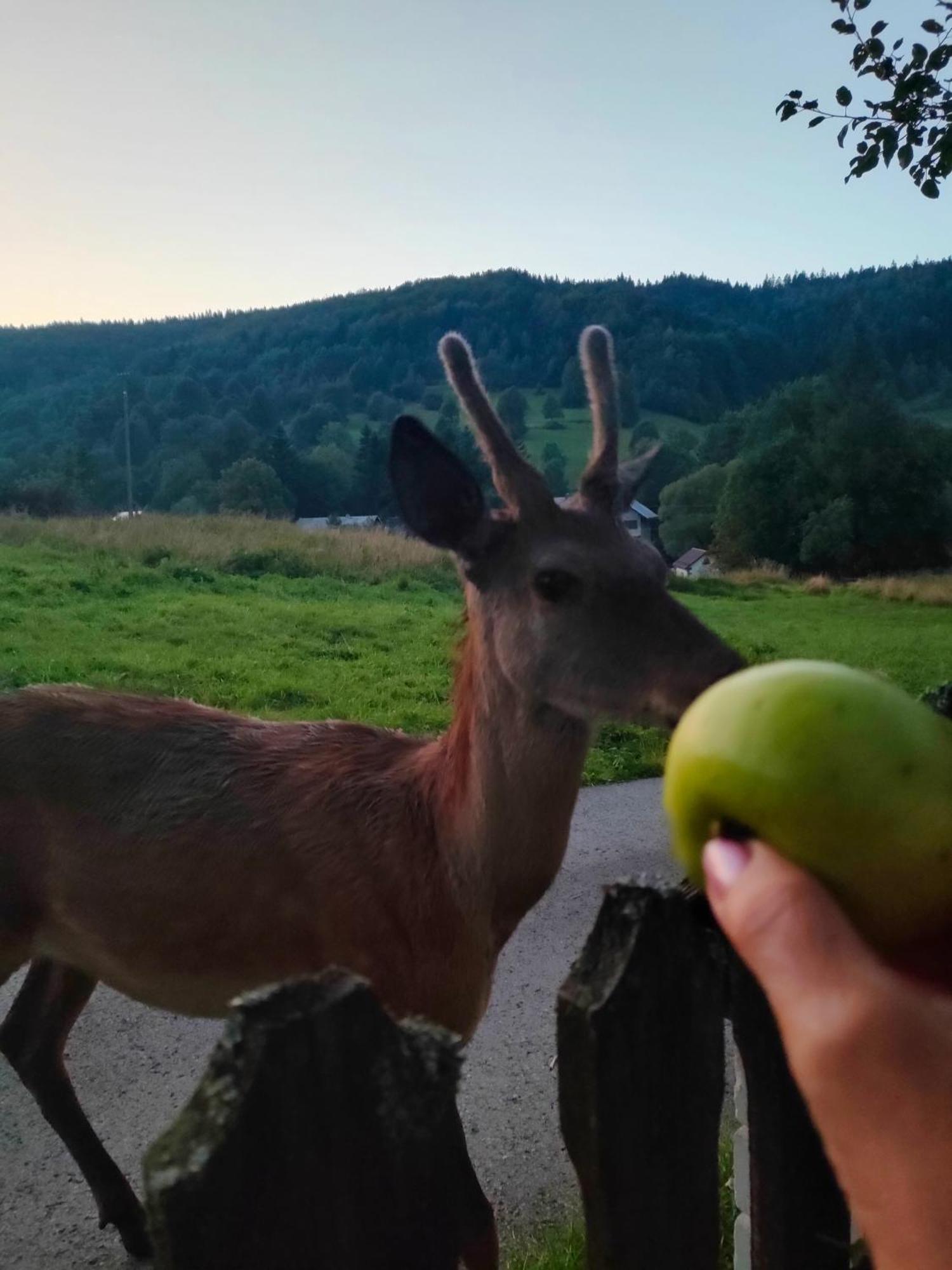 Goralska Czarcia Chata Pod Jalowcem Stryszawa Exteriér fotografie