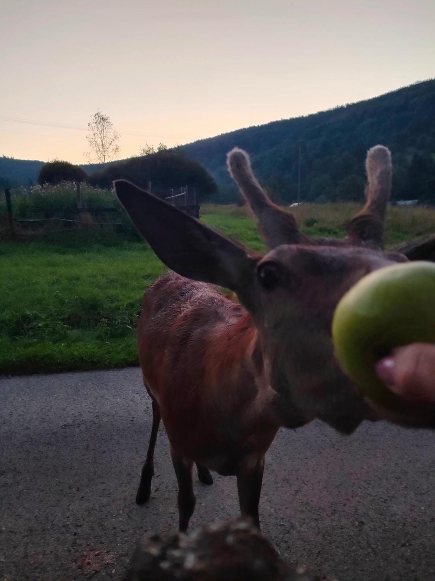Goralska Czarcia Chata Pod Jalowcem Stryszawa Exteriér fotografie